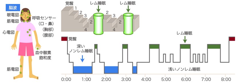 厚生労働省「眠りのメカニズム」